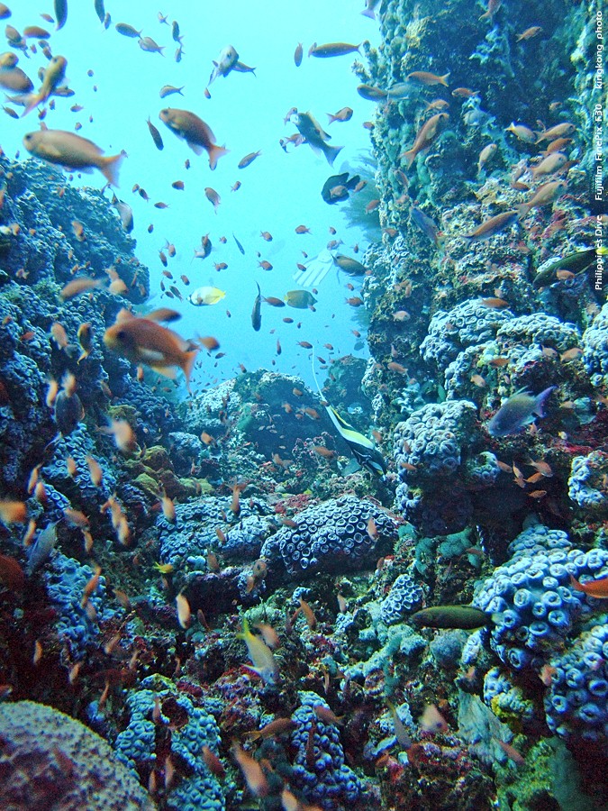 DSCF0620.JPG - Philippines Dive - San Agapito, Verde Island