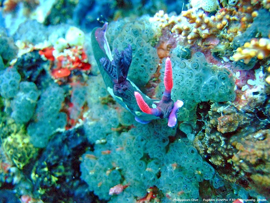 DSCF0622.JPG - Philippines Dive - San Agapito, Verde Island