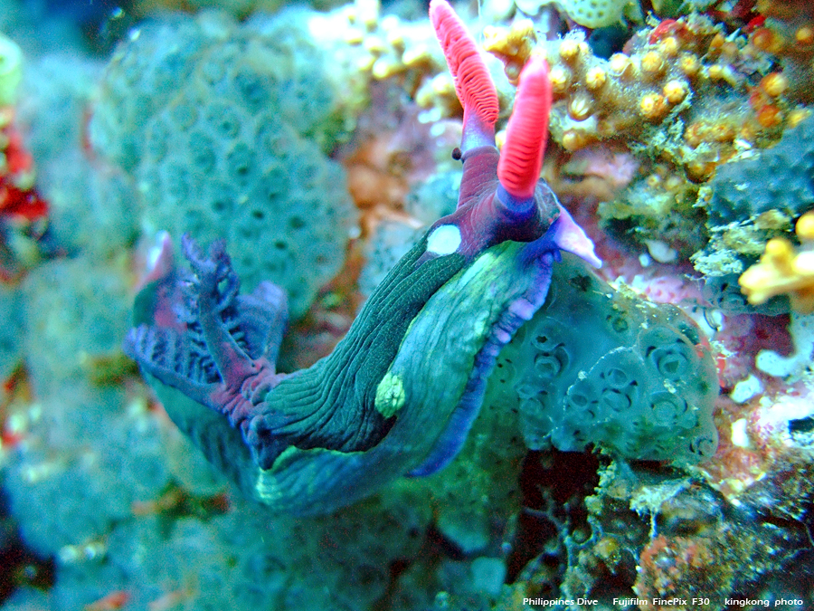 DSCF0625.JPG - Philippines Dive - San Agapito, Verde Island