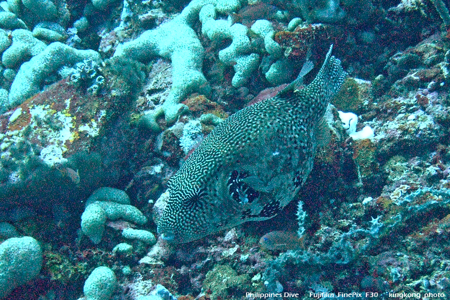 DSCF0627.JPG - Philippines Dive - San Agapito, Verde Island