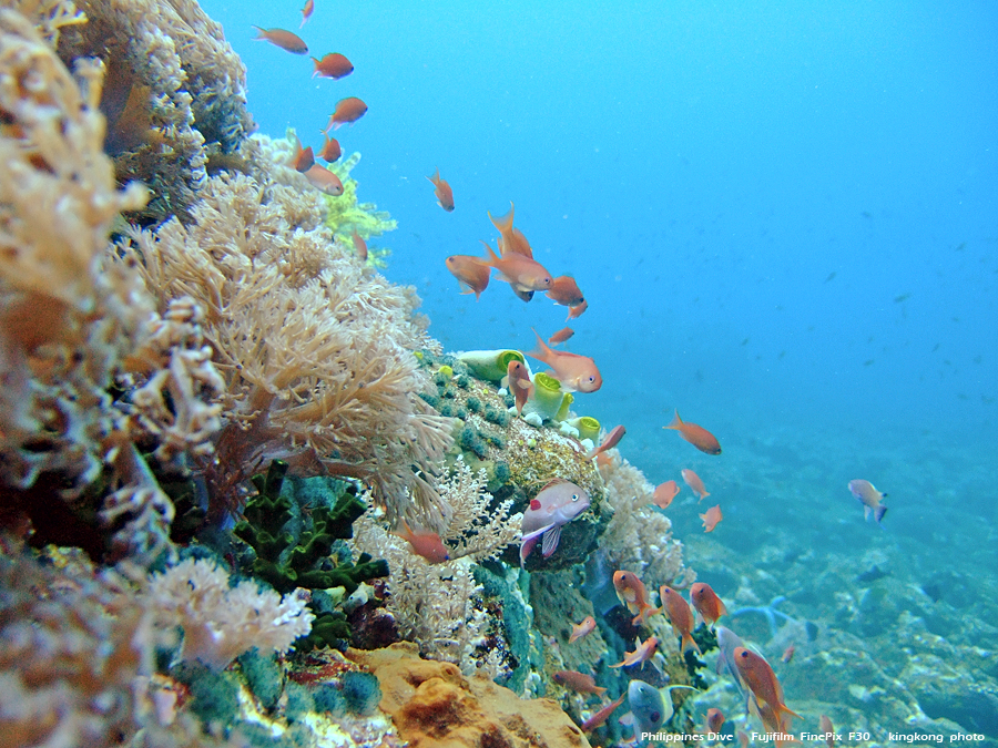 DSCF0670.JPG - Philippines Dive - San Agapito, Verde Island