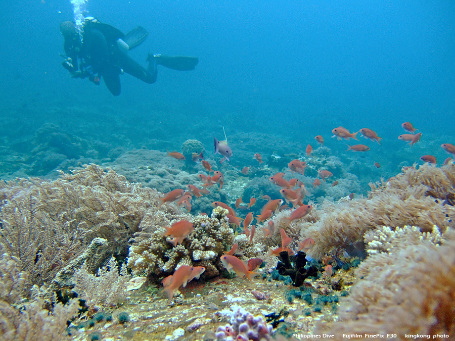 DSCF0671.JPG - Philippines Dive - San Agapito, Verde Island