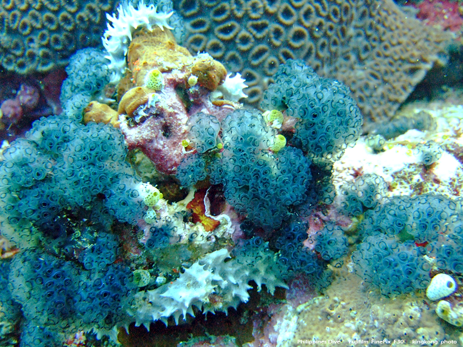 DSCF0673.JPG - Philippines Dive - San Agapito, Verde Island