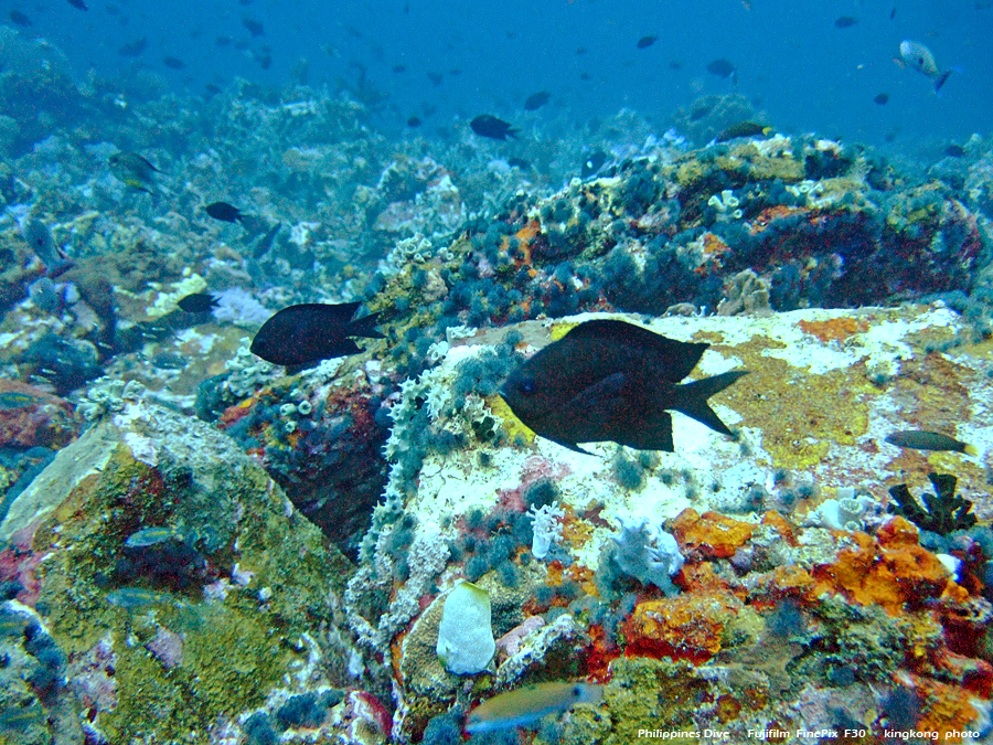 DSCF0676.JPG - Philippines Dive - San Agapito, Verde Island