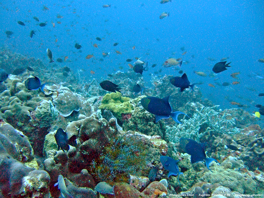 DSCF0677.JPG - Philippines Dive - San Agapito, Verde Island