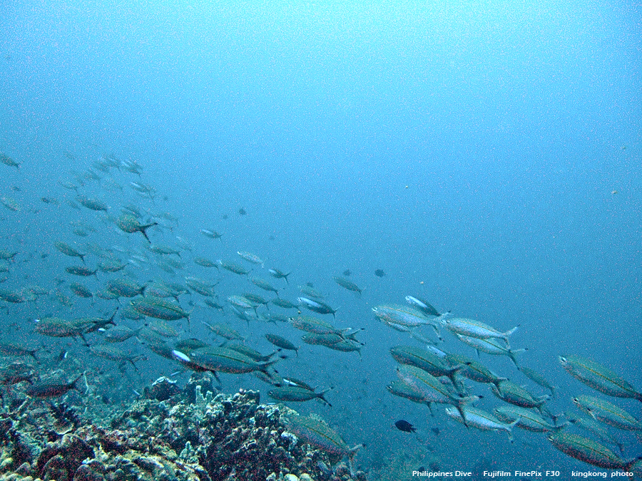 DSCF0678.JPG - Philippines Dive - San Agapito, Verde Island