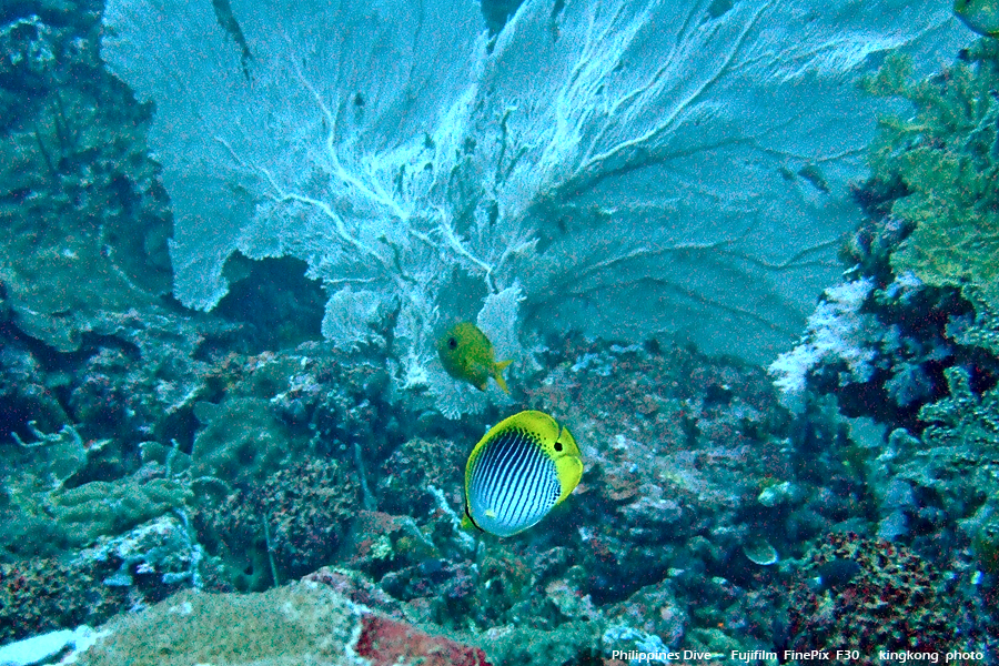 DSCF0680.JPG - Philippines Dive - San Agapito, Verde Island