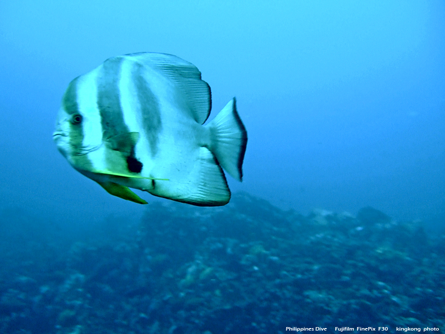 DSCF0681.JPG - Philippines Dive - San Agapito, Verde Island