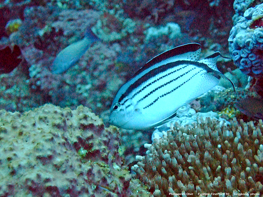 DSCF0697.JPG - Philippines Dive - San Agapito, Verde Island