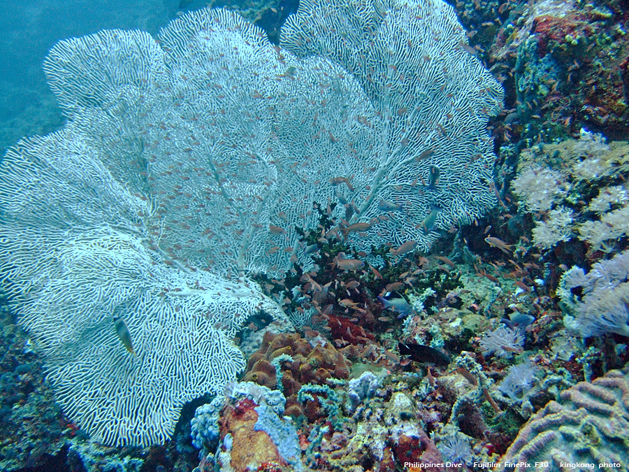 DSCF0700.JPG - Philippines Dive - San Agapito, Verde Island