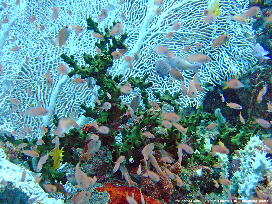 DSCF0701.JPG - Philippines Dive - San Agapito, Verde Island