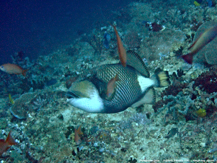 DSCF0704.JPG - Philippines Dive - San Agapito, Verde Island