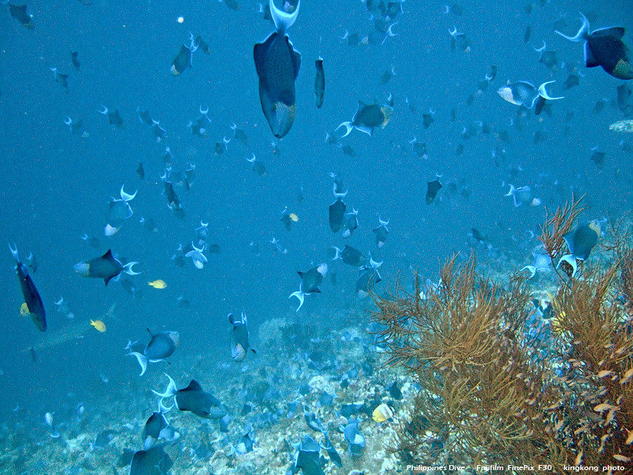 DSCF0707.JPG - Philippines Dive - San Agapito, Verde Island