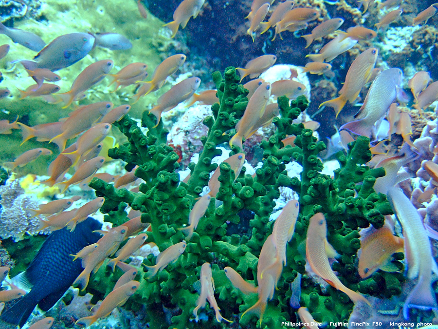 DSCF0709.JPG - Philippines Dive - San Agapito, Verde Island