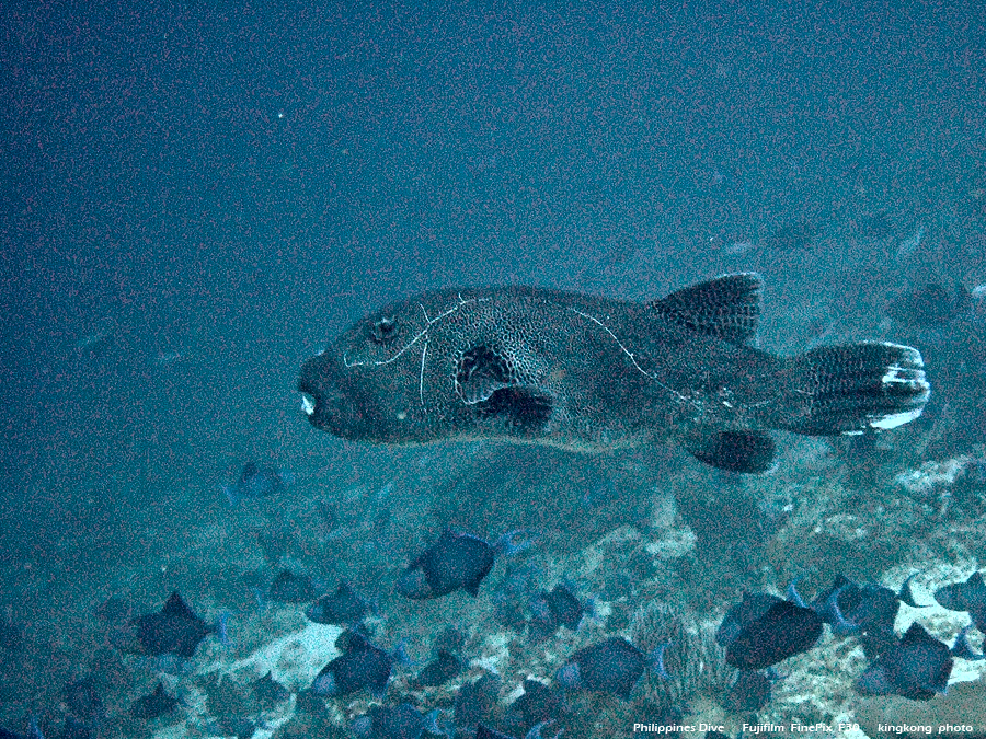 DSCF0711.JPG - Philippines Dive - San Agapito, Verde Island