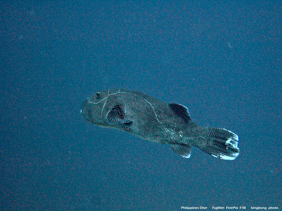 DSCF0712.JPG - Philippines Dive - San Agapito, Verde Island