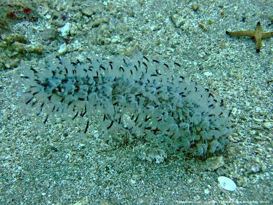 DSCF0740.JPG - Philippines Dive - Mainit