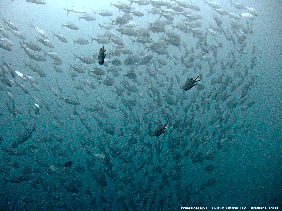 DSCF0748.JPG - Philippines Dive - Mainit