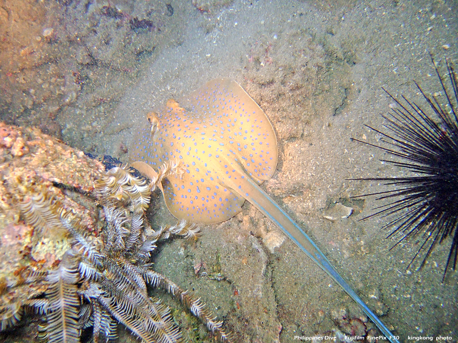 DSCF0761.JPG - Philippines Dive - Night Dive, Twinrock