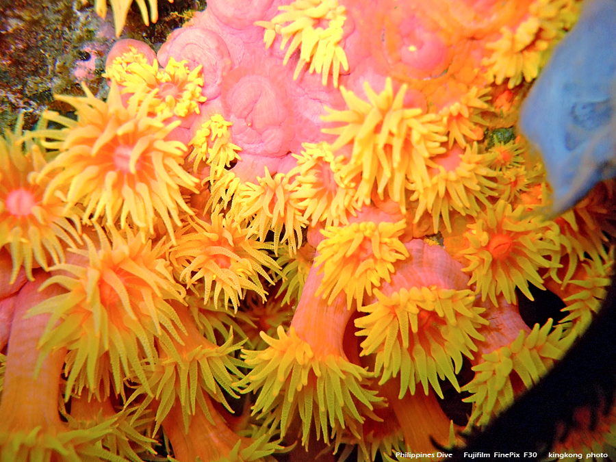 DSCF0768.JPG - Philippines Dive - Night Dive, Twinrock