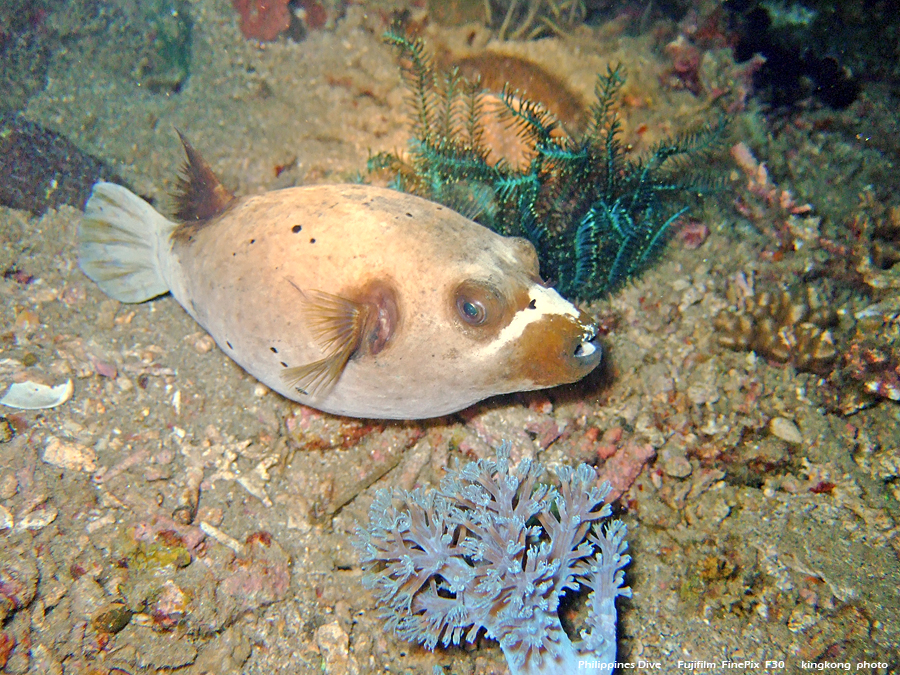 DSCF0771.JPG - Philippines Dive - Night Dive, Twinrock