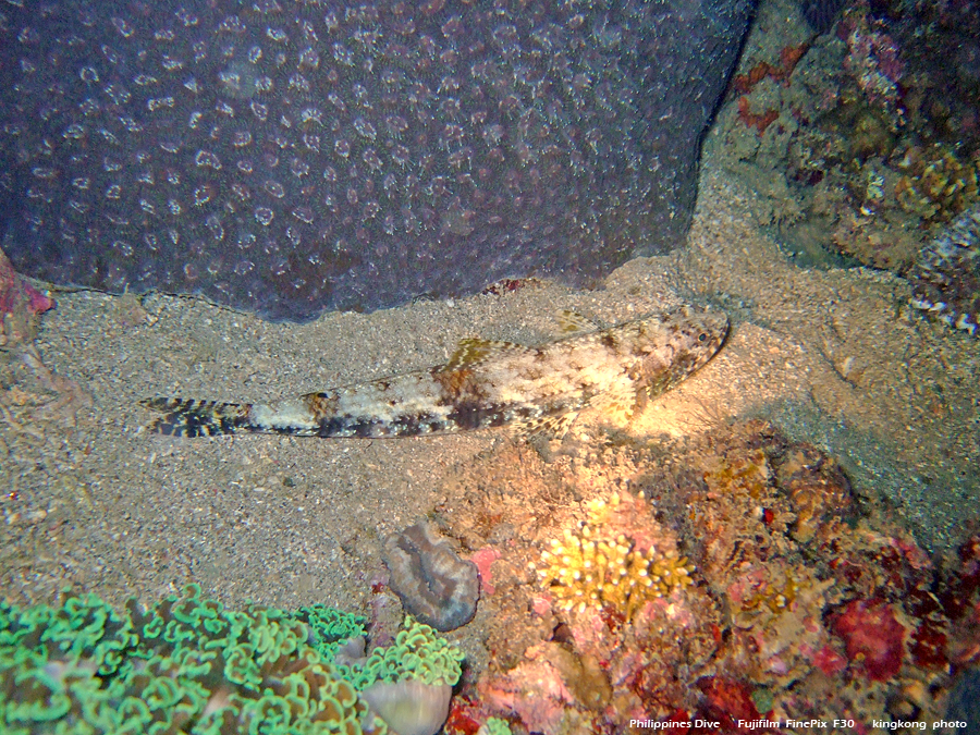 DSCF0772.JPG - Philippines Dive - Night Dive, Twinrock