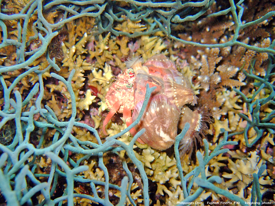 DSCF0773.JPG - Philippines Dive - Night Dive, Twinrock