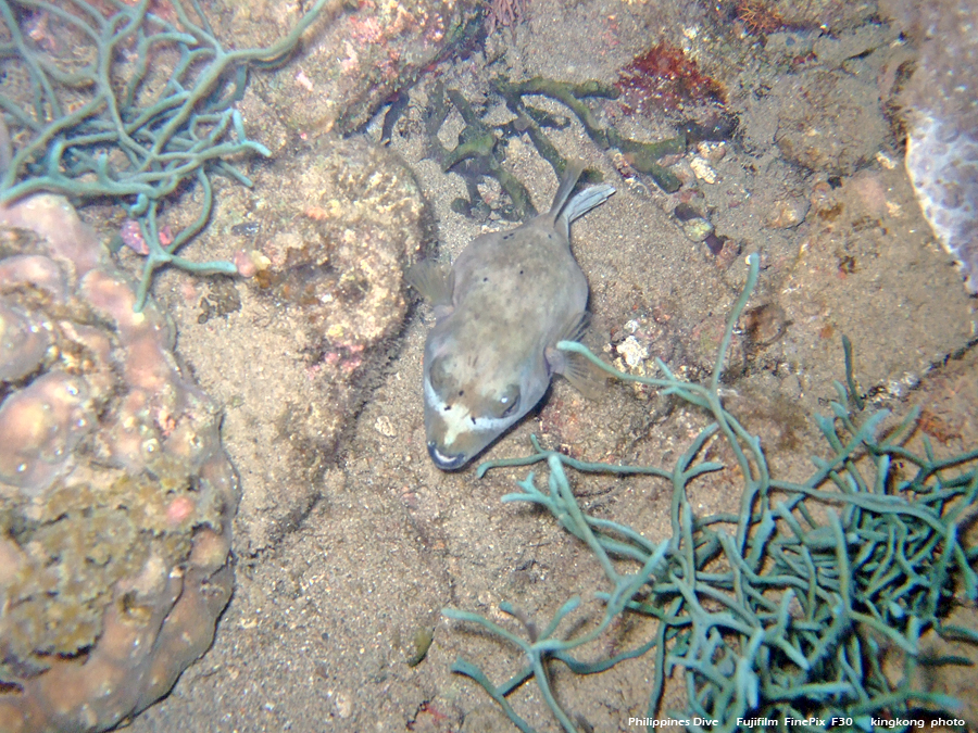 DSCF0777.JPG - Philippines Dive - Night Dive, Twinrock