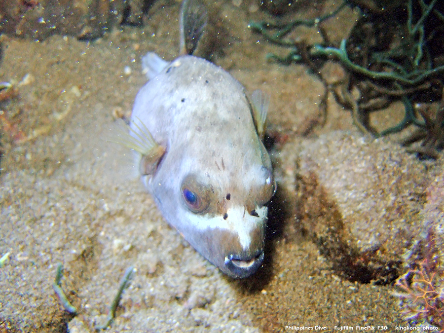 DSCF0778.JPG - Philippines Dive - Night Dive, Twinrock