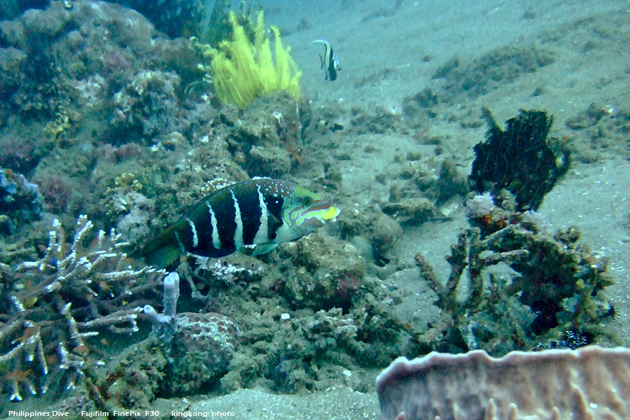 DSCF0797.JPG - Philippines Dive - Morning at Twinrock