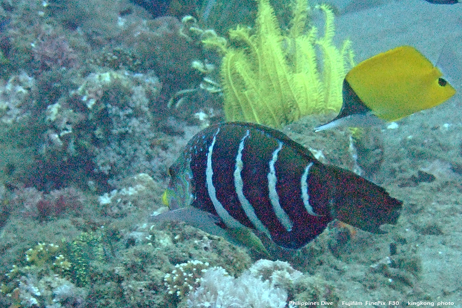 DSCF0798.JPG - Philippines Dive - Morning at Twinrock