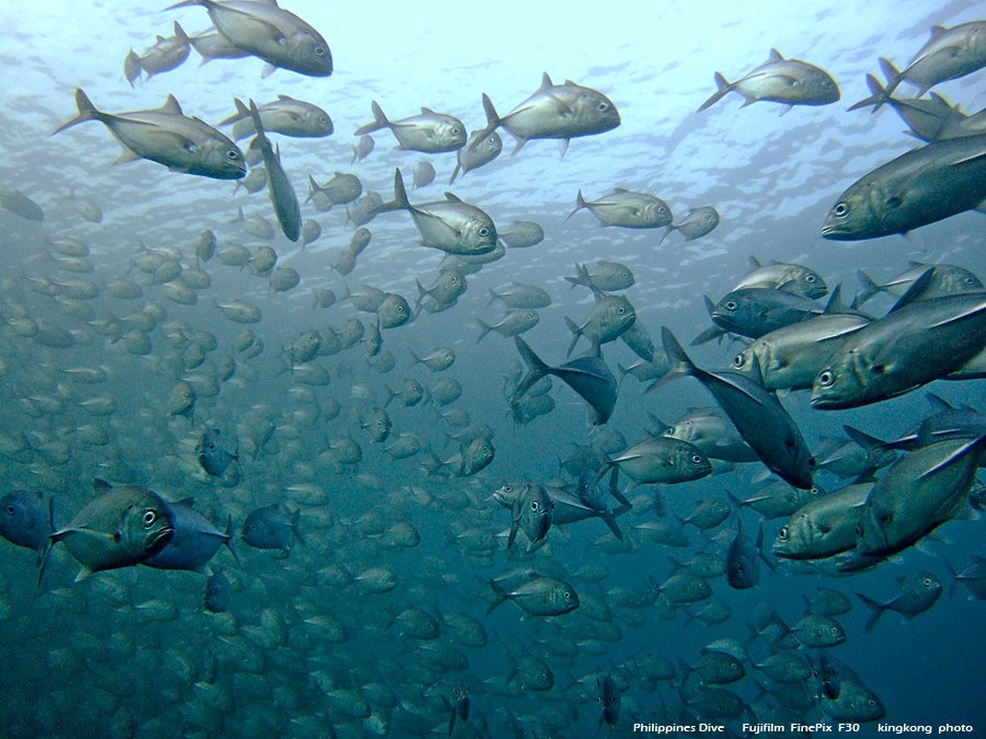 DSCF0802.JPG - Philippines Dive - Morning at Twinrock