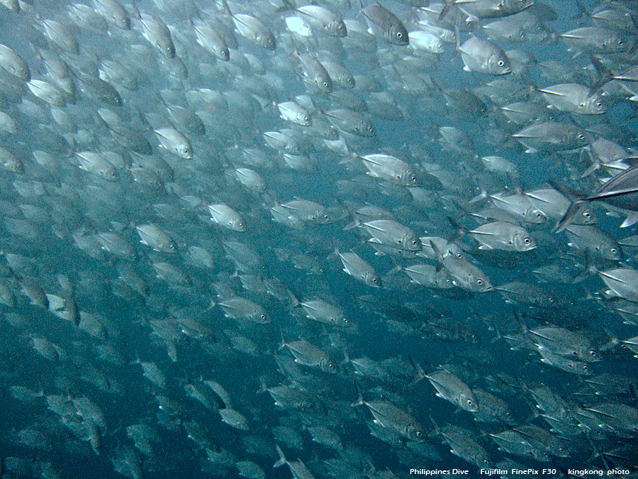 DSCF0804.JPG - Philippines Dive - Morning at Twinrock