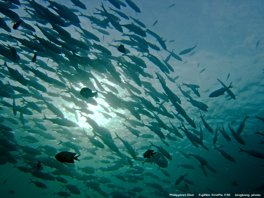 DSCF0808.JPG - Philippines Dive - Morning at Twinrock