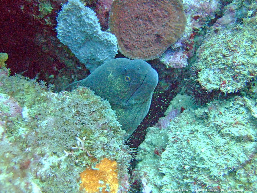 DSCF0815.JPG - Philippines Dive - Morning at Twinrock