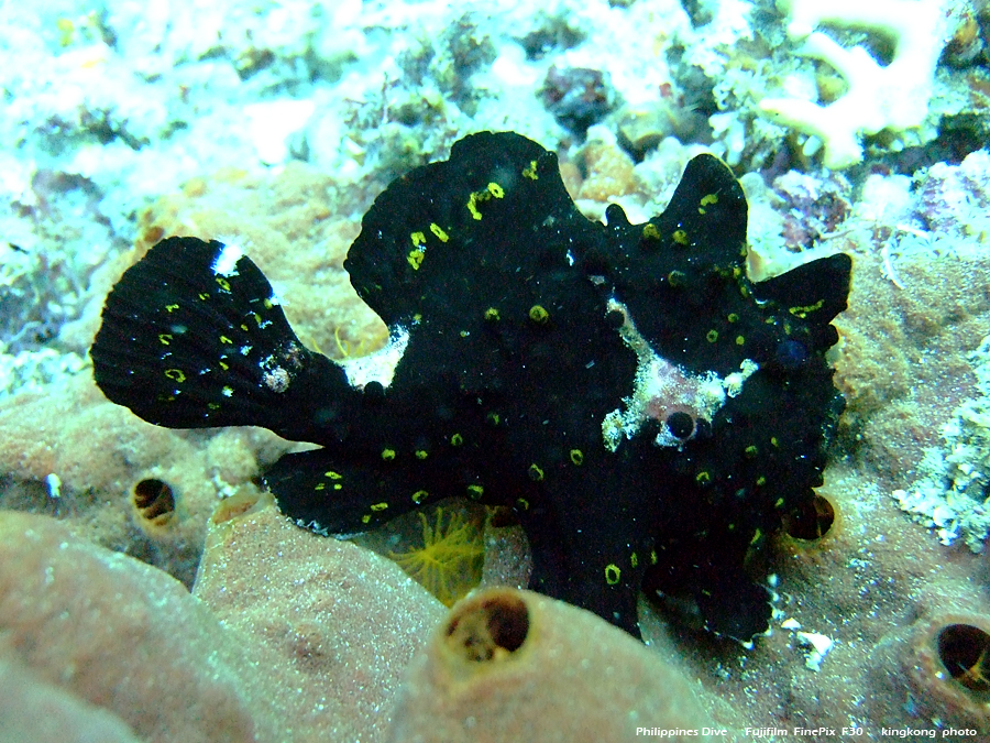 DSCF0824.JPG - Philippines Dive - Morning at Twinrock