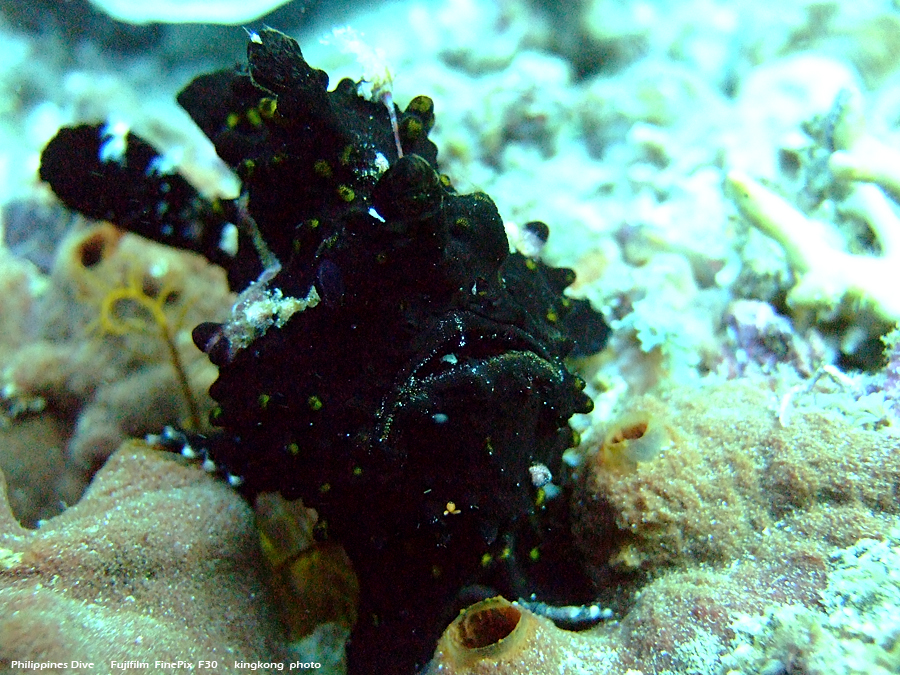 DSCF0827.JPG - Philippines Dive - Morning at Twinrock