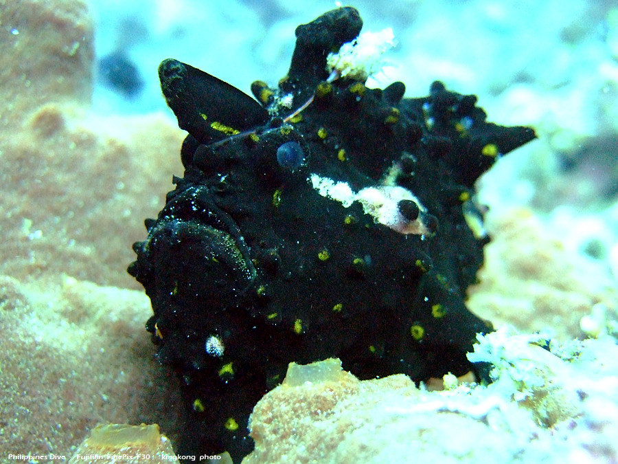 DSCF0828.JPG - Philippines Dive - Morning at Twinrock