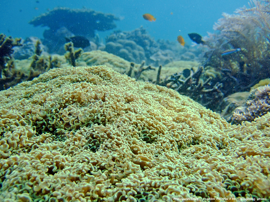 DSCF0830.JPG - Philippines Dive - Morning at Twinrock