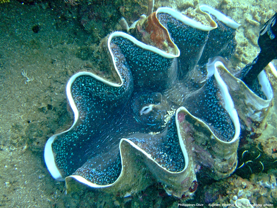 DSCF0833.JPG - Philippines Dive - Morning at Twinrock