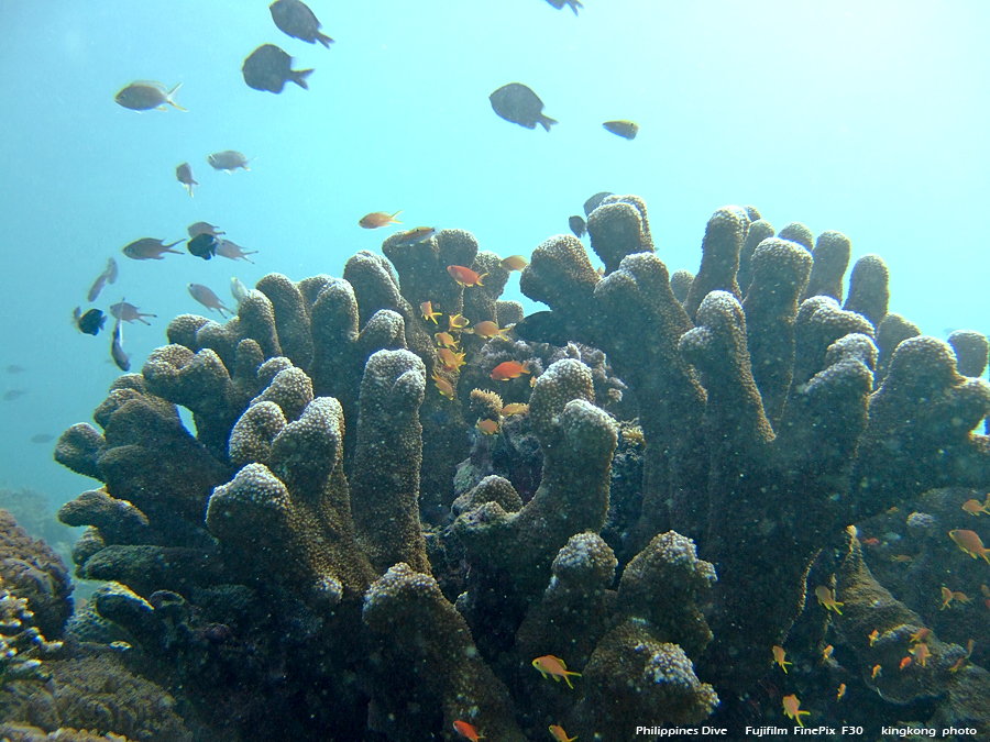 DSCF0839.JPG - Philippines Dive - Morning at Twinrock