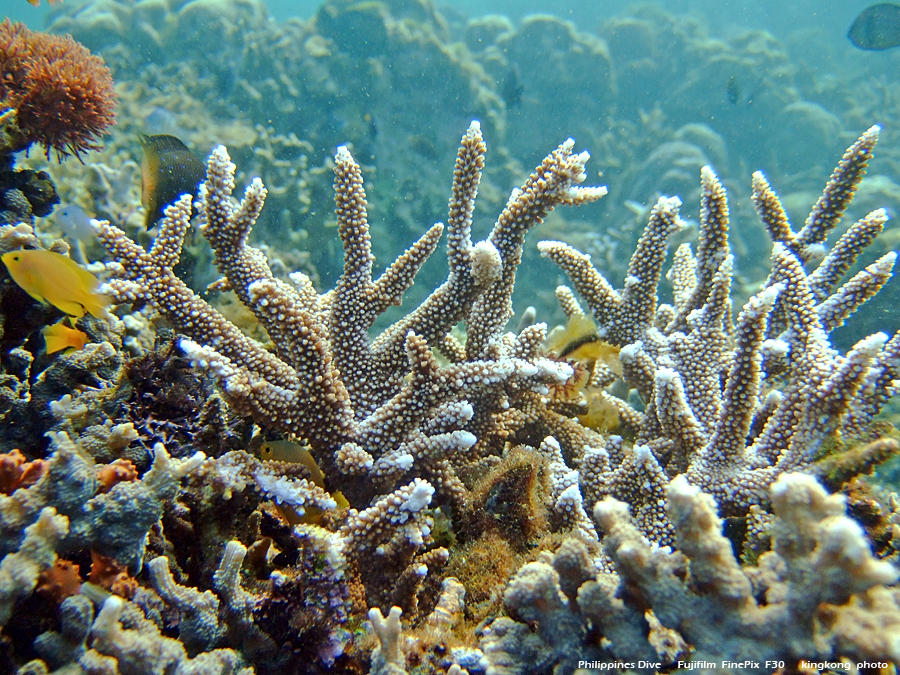 DSCF0843.JPG - Philippines Dive - Morning at Twinrock