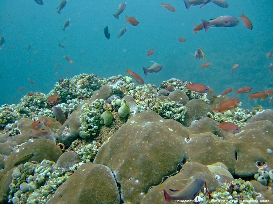 DSCF0856.JPG - Philippines Dive - Saddle Bajura