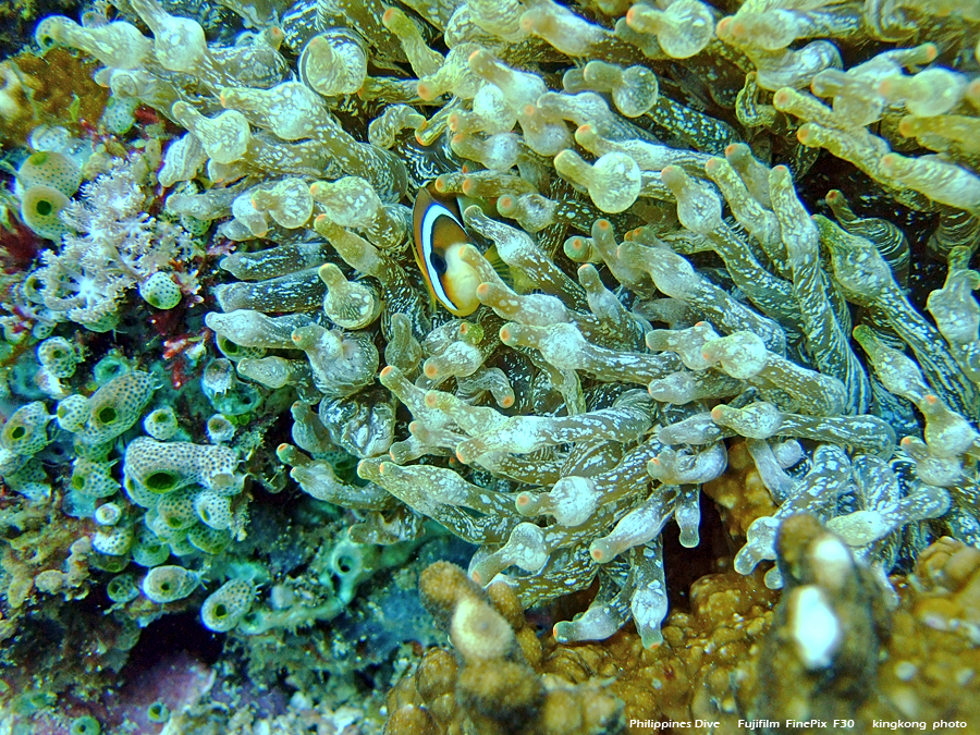 DSCF0858.JPG - Philippines Dive - Saddle Bajura