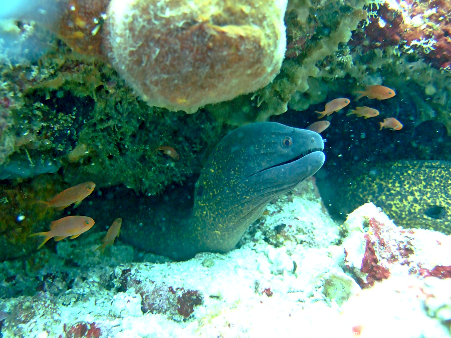 DSCF0861.JPG - Philippines Dive - Saddle Bajura