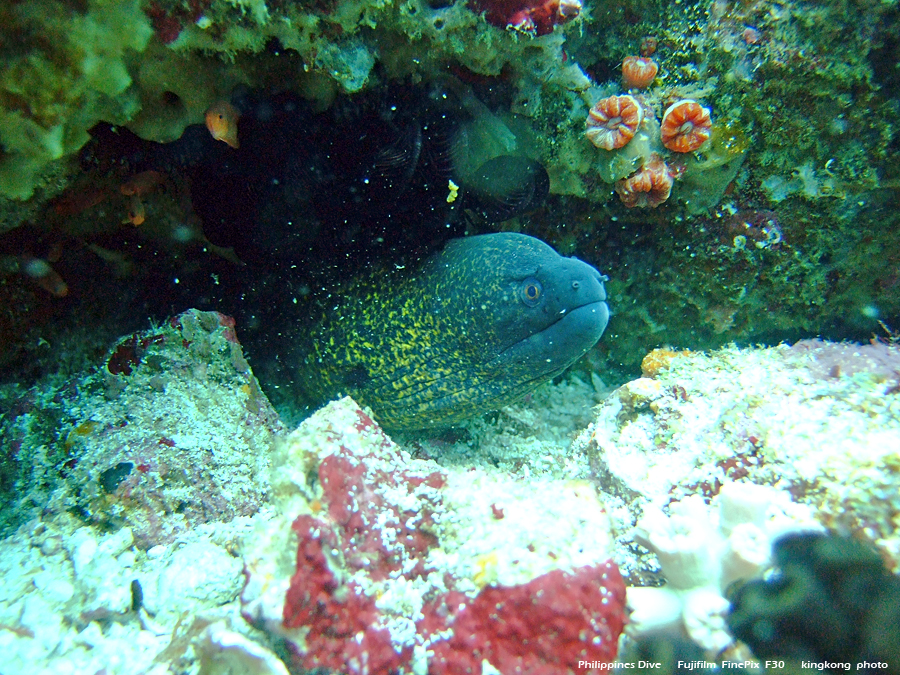 DSCF0862.JPG - Philippines Dive - Saddle Bajura