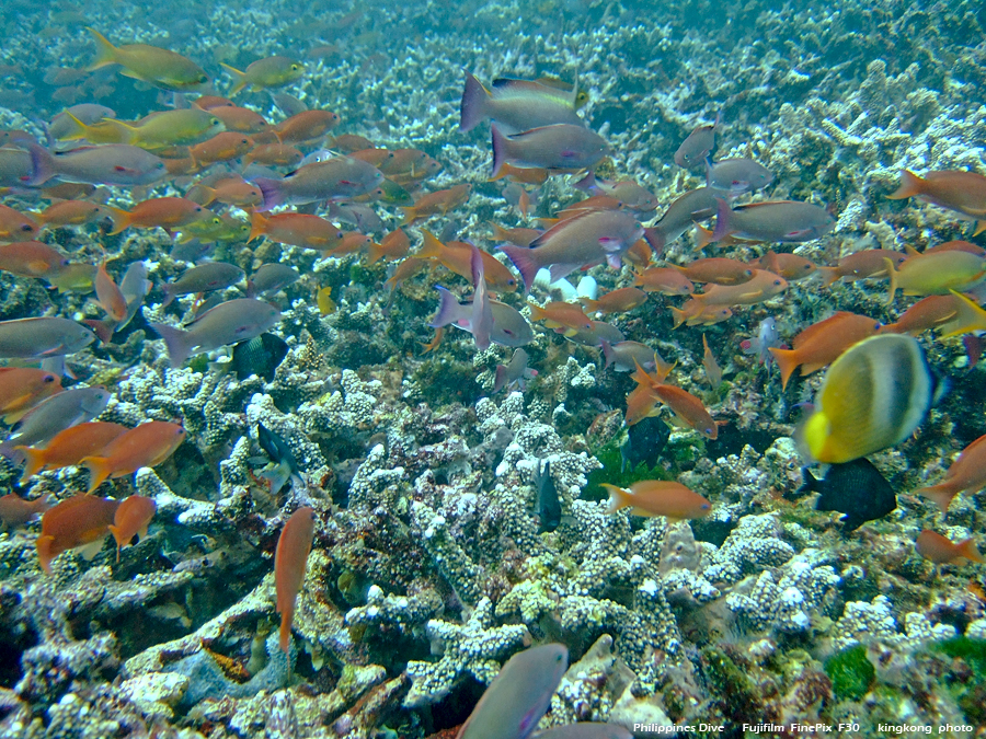 DSCF0864.JPG - Philippines Dive - Saddle Bajura